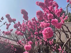 -将府公园