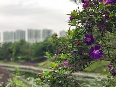 -中山市树木园