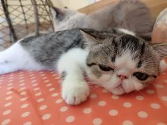 -滚猫咖啡·猫咖·猫友好撸猫(未来城店)
