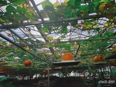 -兰陵国家农业公园