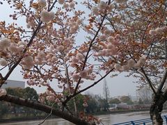 -高东镇樱花园