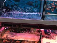 -宝鸡东道花鸟鱼虫市场(吉利花园商场店)
