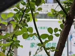 -扬大康源乳业鲜奶吧(大学北路店)