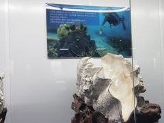 -贝壳王国博物馆