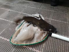 -八仔大富楼·河鲜(西江店)