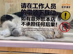 -屋虎猫馆(宝安大仟里店)