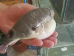 -观桥阁(锦溪店)