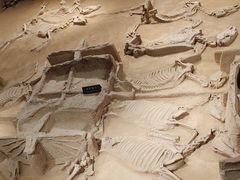 -洛阳周王城天子驾六博物馆