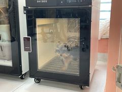 -车接车送·寄养洗护·德文猫舍(大宁店)