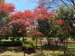 -上海鲜花港