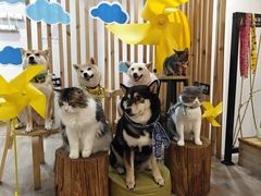 -柴迷FANS CLUB·柴犬狗咖·猫咖