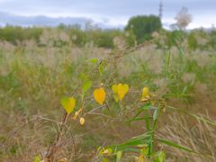 -野鸭湖国家湿地公园