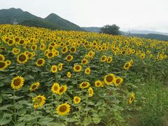 去的路上有一大片向日葵花海-快活林烧烤(红新路店)