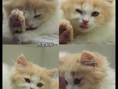 -lincat·猫舍(广州店)