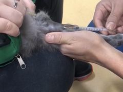 -瑞派天宁宠物医院·猫科·异宠中心