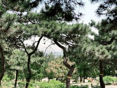 -北京西山国家森林公园