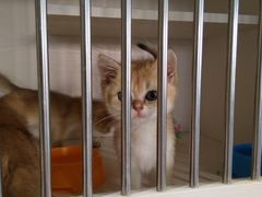 -东方名猫馆·英短金渐层布偶猫舍(环线广场1号楼店)