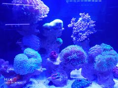 -山东柏宁水族批发广场