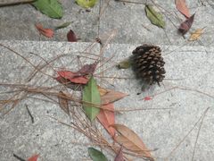 -火炉山森林公园