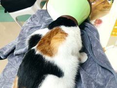 -动物缘宠物医院·骨科·猫科(西二环店)