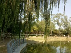 -大兴滨河森林公园