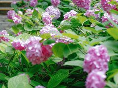 -上海滨江森林公园