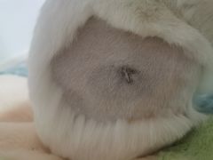 -艾贝尔宠物诊疗