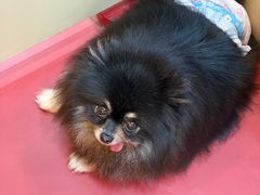 -和它·交个朋友·狗咖猫咖(爱琴海店)