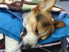 -美联众合动物医院·24h转诊中心