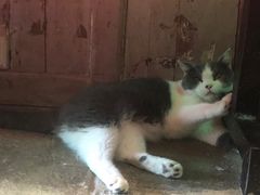 -猫咪博物馆(顶澳仔猫街店)