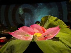 夏日荷花刺身-地球美食剧场