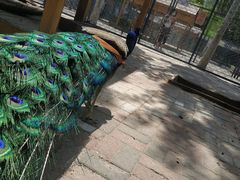 -长白岛森林公园