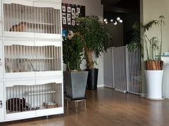 -东方名猫馆·英短金渐层布偶猫舍(环线广场1号楼店)