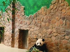 景点-成都大熊猫繁育研究基地
