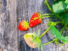 -尚田草莓姑娘白草莓采摘基地