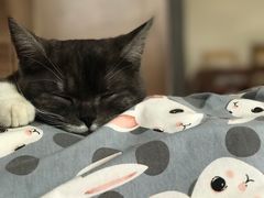 -喜多萌中农锦绣动物医院24H·猫科·牙科MRI·CT