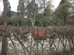 -郫都区农科村景区