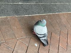 -悉尼歌剧院