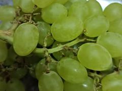 新疆无籽葡萄-朝内南小街菜市场