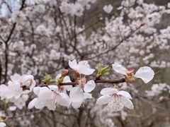 -秦岭终南山世界地质公园翠华山景区