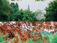 -云栖竹径