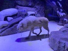 -上海海昌海洋公园-冰山北极馆