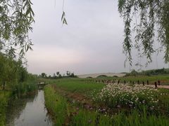 -西京湾花海