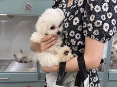 -萌宠之家·腊肠犬·马尔泰·小体犬舍