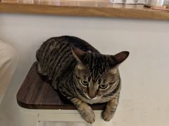 -栖咖啡(泉舜店)