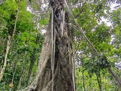 -海南热带雨林国家公园吊罗山景区
