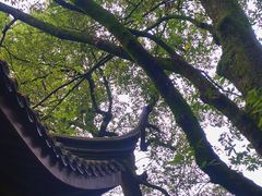 -十八棵（老龙井）御茶园(老龙井店)