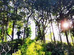 -深圳仙湖植物园