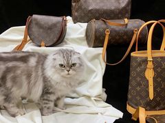 -Golikooo Vintage(中古店)