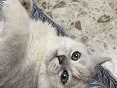 -瑞派福兴宠物医院犬猫全科·骨科·中西医结合(河东店)